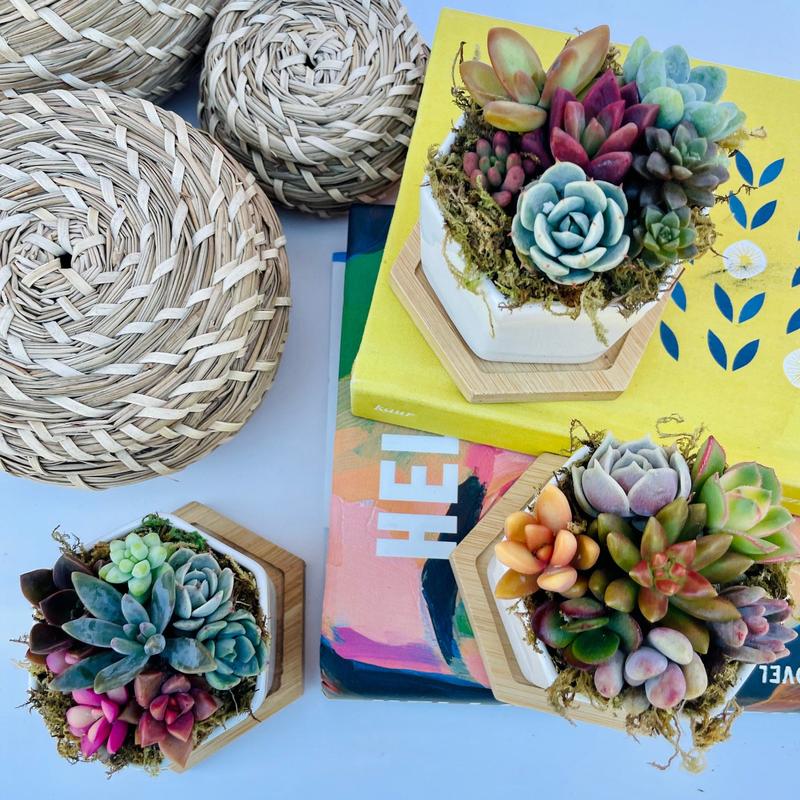 Honey Bubbles - Live Mini Succulent Garden in Ceramic Pots - Ships Free!