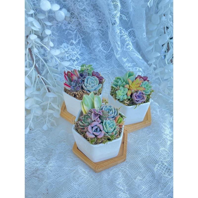 Honey Bubbles - Live Mini Succulent Garden in Ceramic Pots - Ships Free!