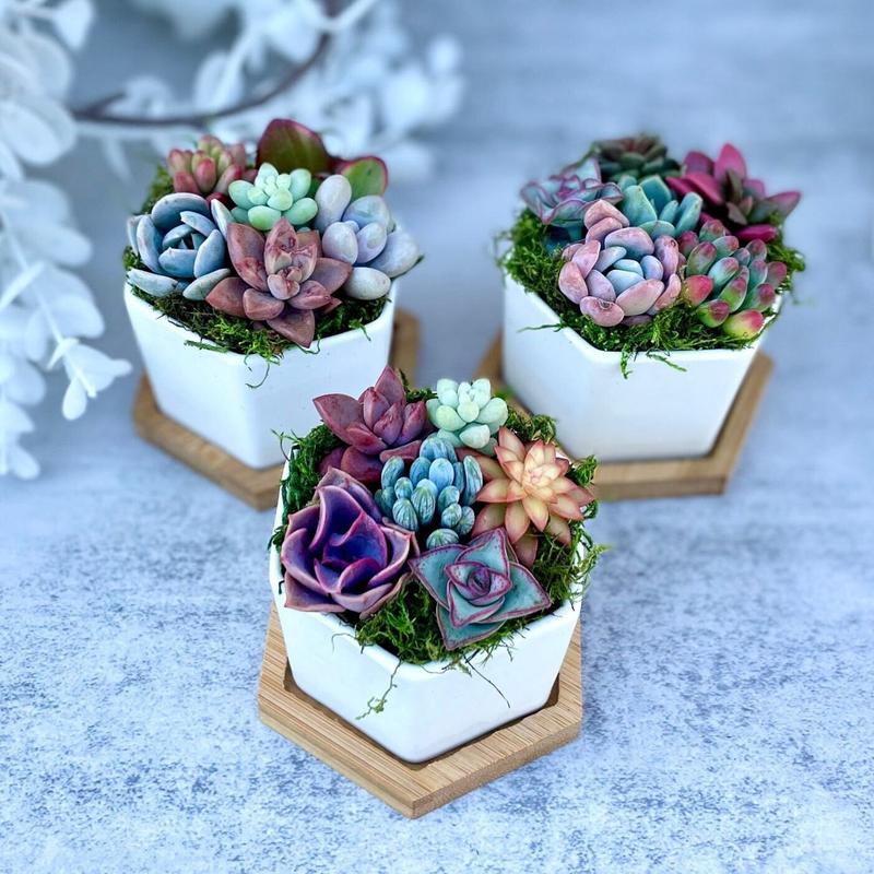 Honey Bubbles - Live Mini Succulent Garden in Ceramic Pots - Ships Free!