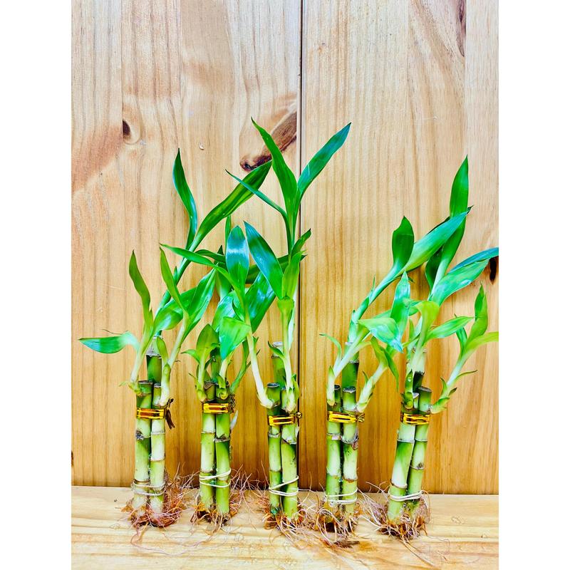 Lucky Bamboo Arrangements 3 Stem 4”4”6”