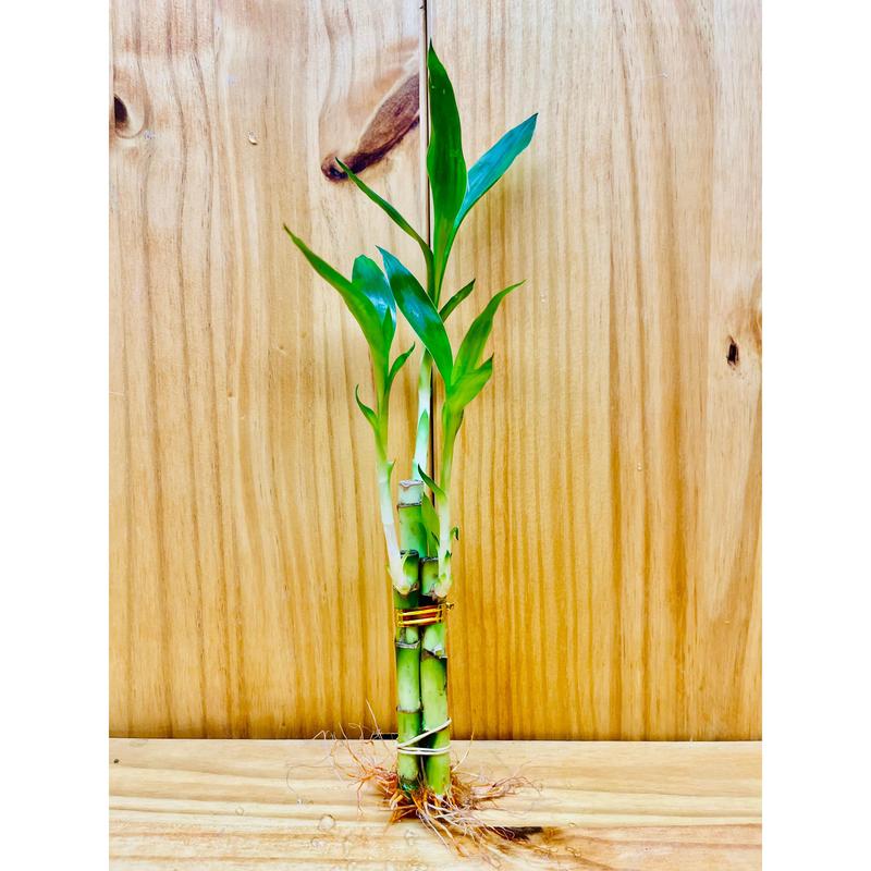 Lucky Bamboo Arrangements 3 Stem 4”4”6”