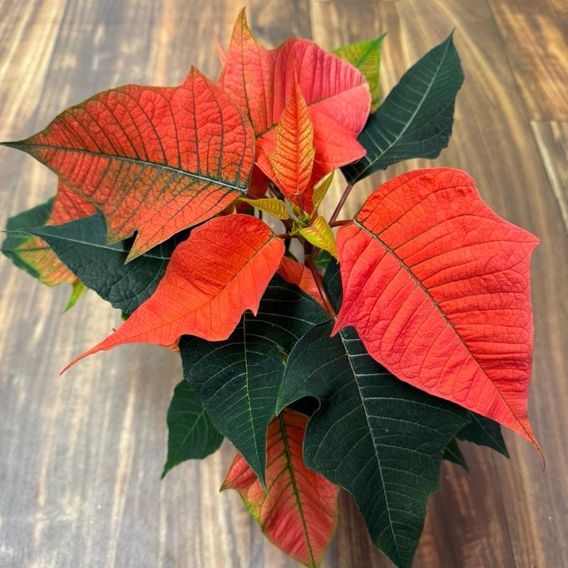 Poinsettias 4