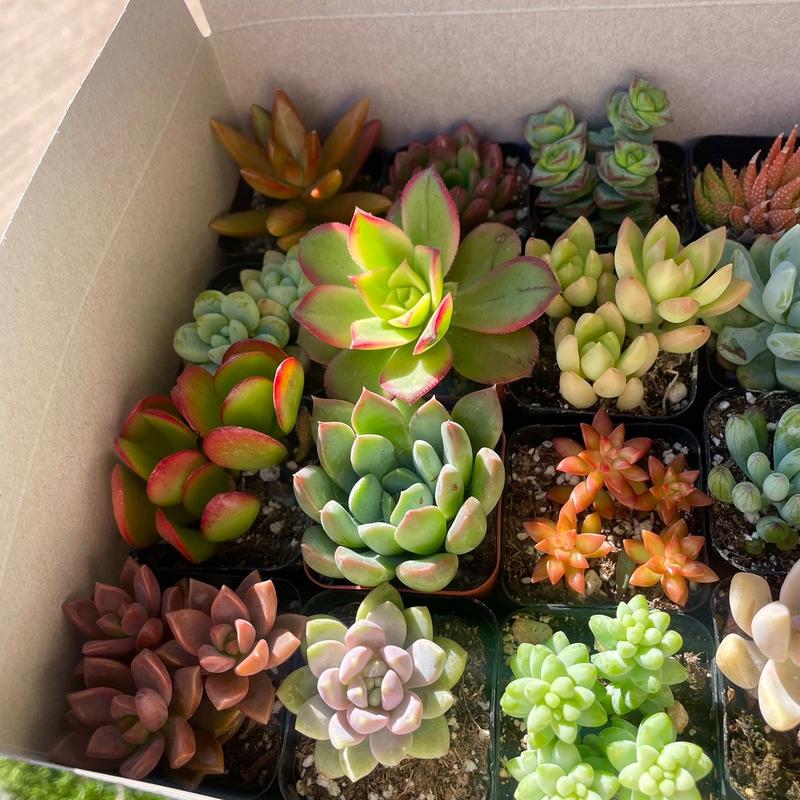 Colorful Succulent Box