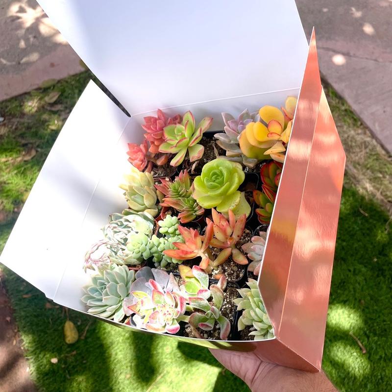 Colorful Succulent Box