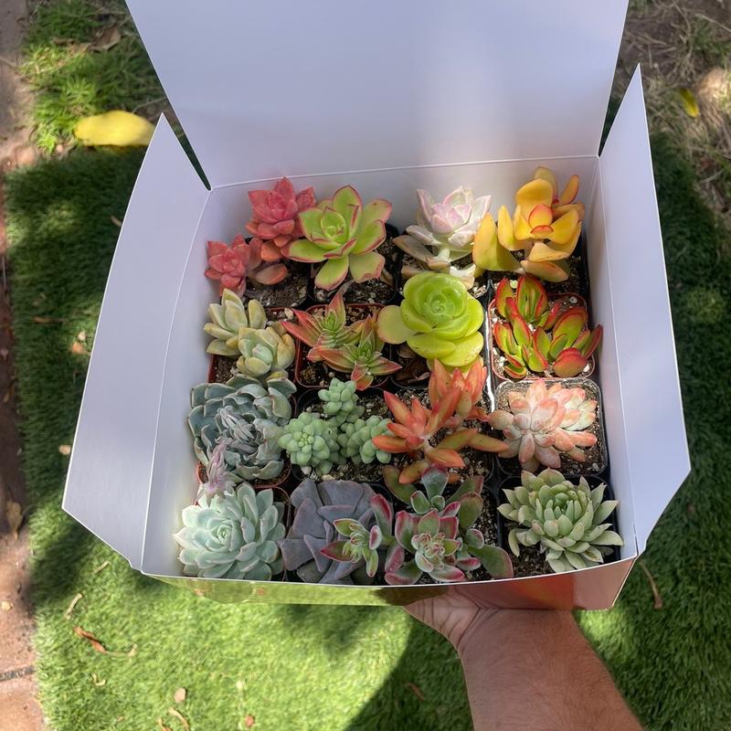 Colorful Succulent Box