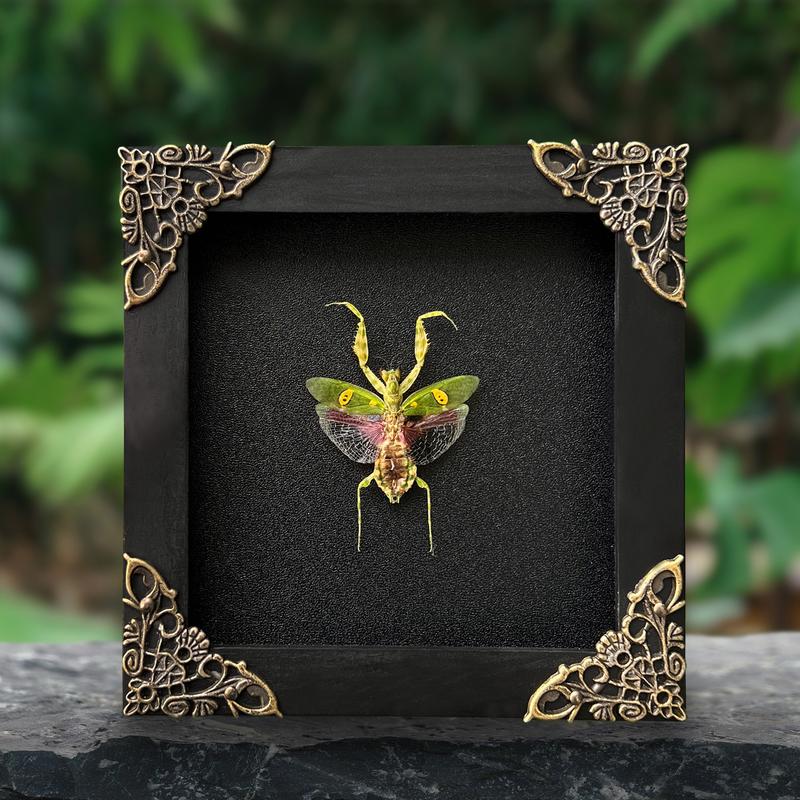 Green Mantis Flower Beetle Bug Entomology Hanging Decoration Display Oddity Wall Home Decor Box Gift art home Room Collection