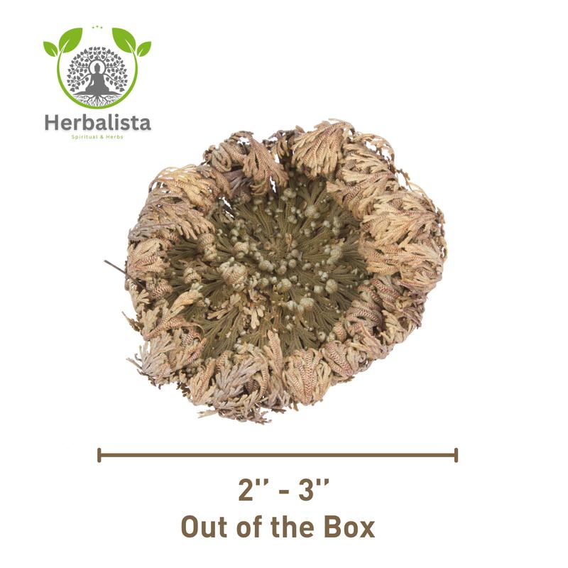 Big Size (2.5''-3.5'') Jericho Flower - Large Premium Rosa de Jericó (Resurrection Plant) – Symbol of Prosperity & Abundance, Ideal for Home Decor & Spiritual Healing