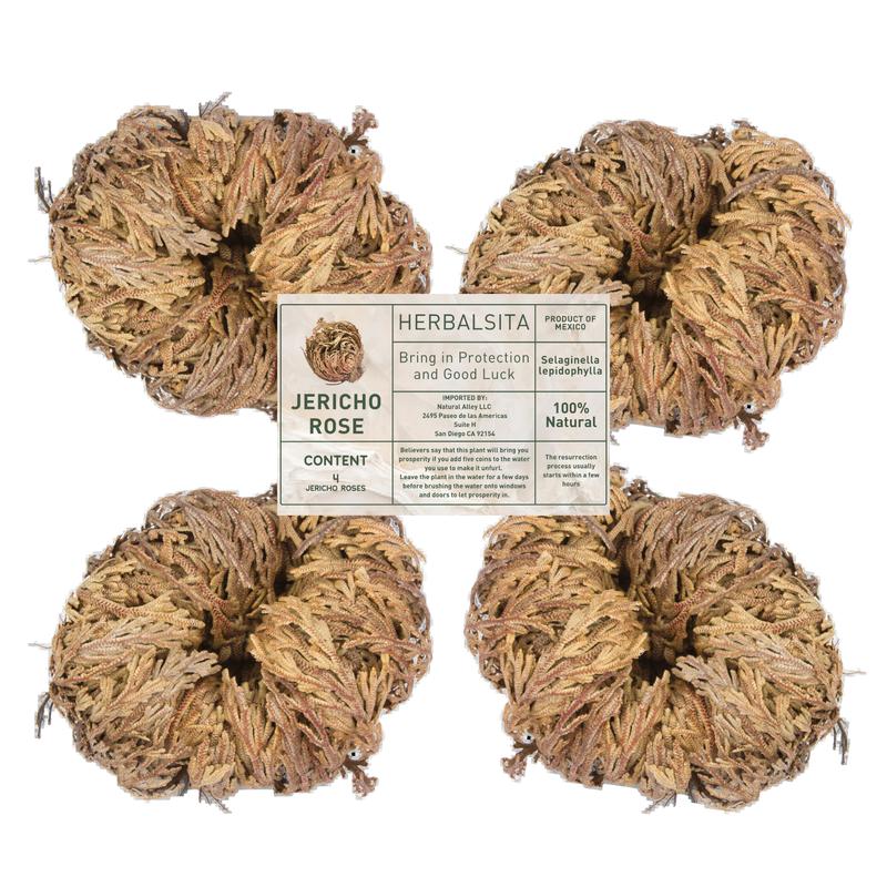 Big Size (2.5''-3.5'') Jericho Flower - Large Premium Rosa de Jericó (Resurrection Plant) – Symbol of Prosperity & Abundance, Ideal for Home Decor & Spiritual Healing