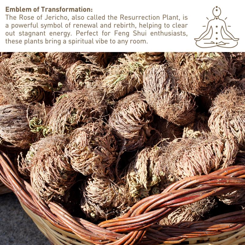 Big Size (2.5''-3.5'') Jericho Flower - Large Premium Rosa de Jericó (Resurrection Plant) – Symbol of Prosperity & Abundance, Ideal for Home Decor & Spiritual Healing