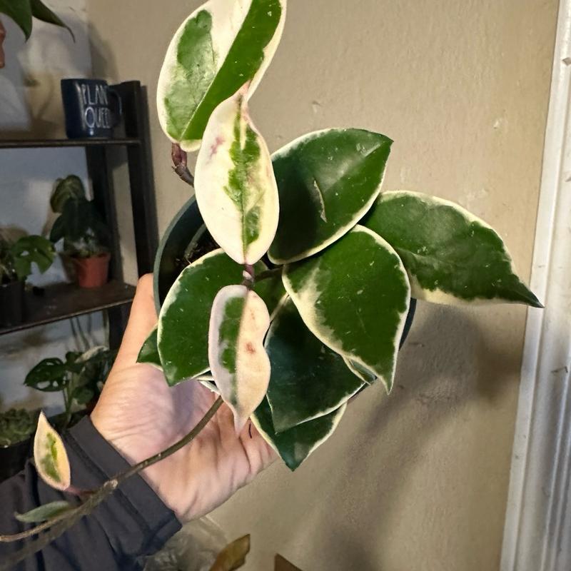 4” Hoya carnosa, live plant, indoor plant