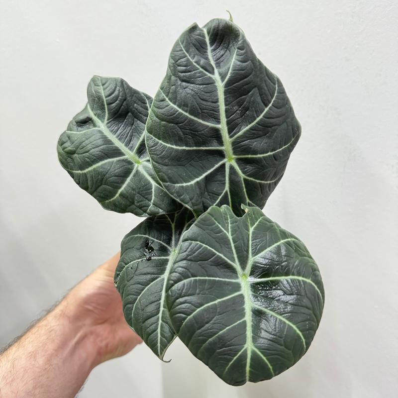 Alocasia Black Velvet, Live Tropical Plant, Unique Leaves, Colorful, Indoor Home Decoration, Dirtier Bag Soil Blend Recommended