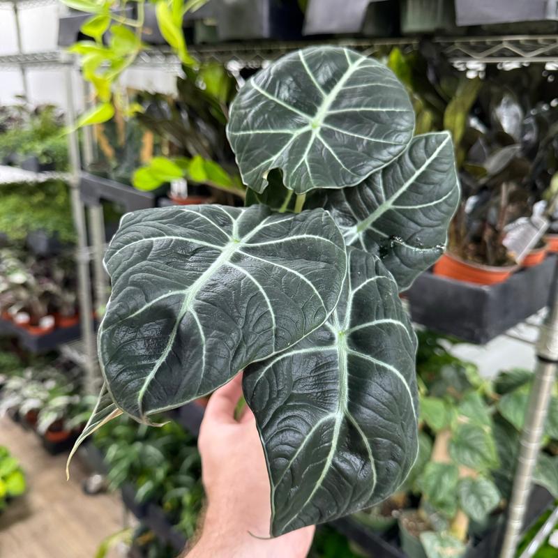 Alocasia Black Velvet, Live Tropical Plant, Unique Leaves, Colorful, Indoor Home Decoration, Dirtier Bag Soil Blend Recommended