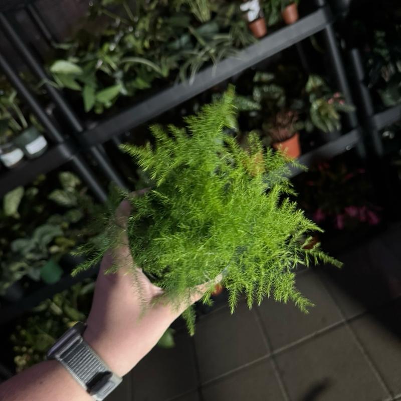 Plumosa Fern 4” Plant - Indoor and Outdoor Use