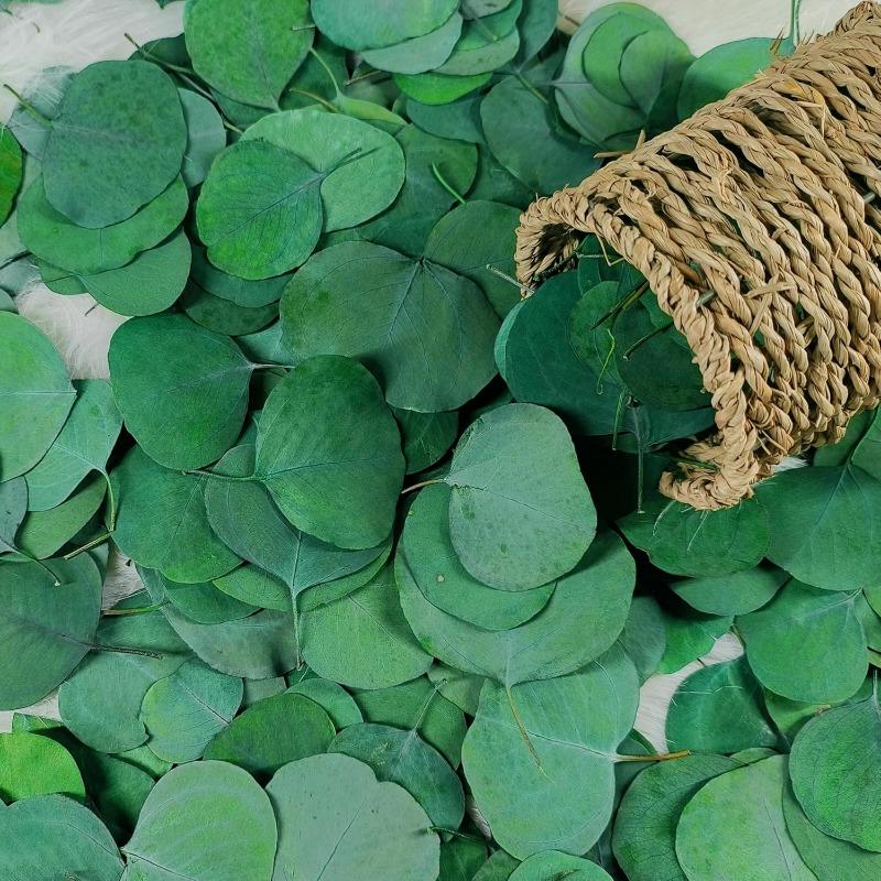 200pcs Real Eucalyptus Leaves for Shower Eucalyptus Leaves for Shower Fresh Shower Plants Preserved Petals Decoration Aisle Decoration Wedding Ceremony