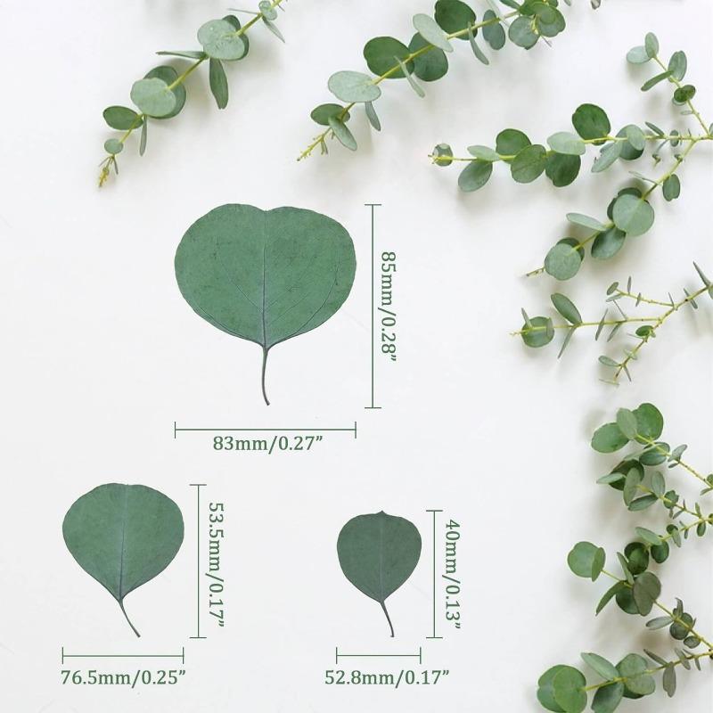 200pcs Real Eucalyptus Leaves for Shower Eucalyptus Leaves for Shower Fresh Shower Plants Preserved Petals Decoration Aisle Decoration Wedding Ceremony