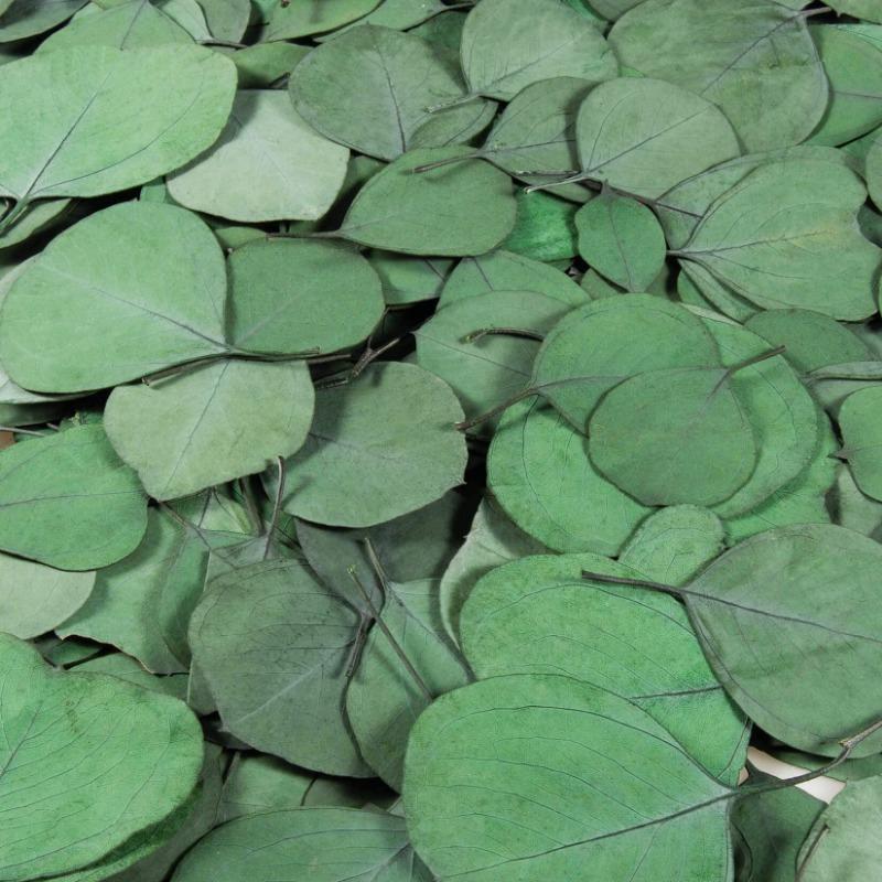 200pcs Real Eucalyptus Leaves for Shower Eucalyptus Leaves for Shower Fresh Shower Plants Preserved Petals Decoration Aisle Decoration Wedding Ceremony