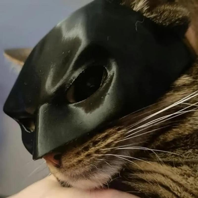 BatCat Cool Cat Mask Cat Superhero Mask Matte Cute Bat Mask Superhero Accessory for Kitties and Cats