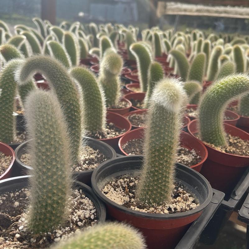 Rare Monkey Tail Cactus Soft Flowering Cactus Potted In 4 Inch Nursery Pot Ships With Pot And Soil